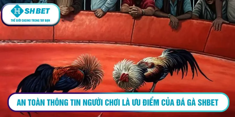 Sân chơi đá gà SHBet cực hấp dẫn 3 An toàn thông tin người chơi là ưu điểm của đá gà SHBet